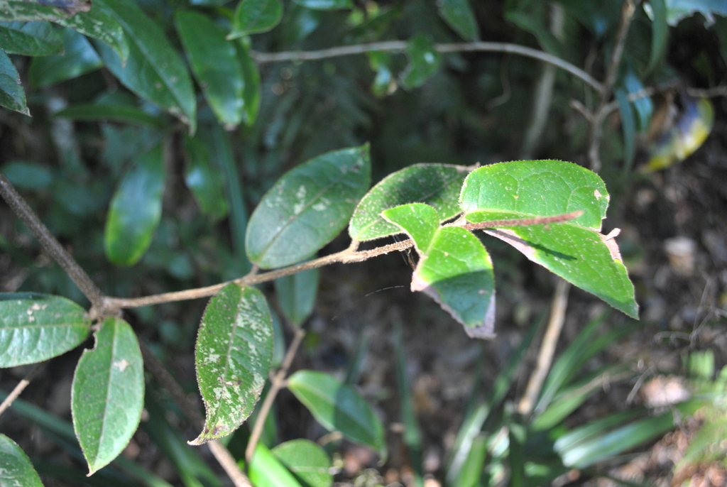 creek sandpaper fig from O'Reilly QLD 4275, Australia on December 19