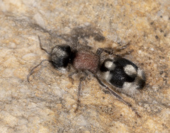 Ronisia barbarula