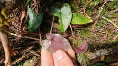 Asarum crassisepalum