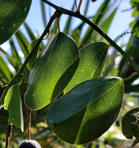 Image of Passiflora cupraea by (c) kwask, some rights reserved (CC BY)