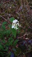 Viburnum erosum