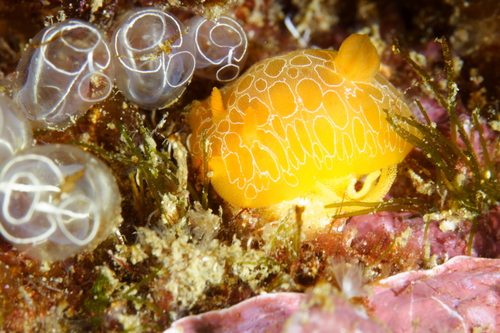 Gargamella rosi