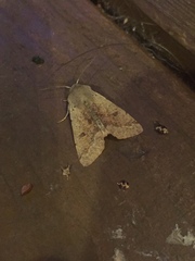 Orthosia pacifica