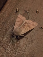 Orthosia pacifica