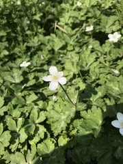 Anemonastrum flaccidum