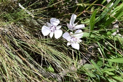 Calochortus umbellatus