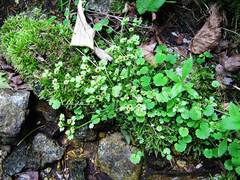 Chrysosplenium flagelliferum
