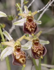 Ophrys exaltata