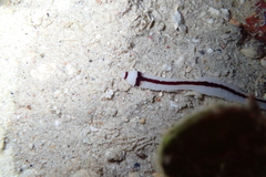 Baseodiscus hemprichii