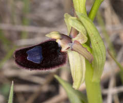 Ophrys bertolonii bertoloniiformis