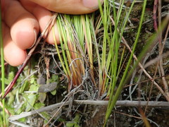 Netrostylis capillaris
