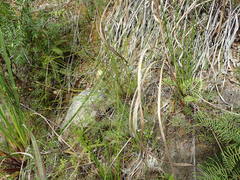 Netrostylis capillaris