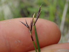 Netrostylis capillaris
