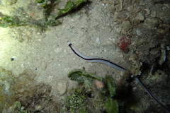 Baseodiscus hemprichii