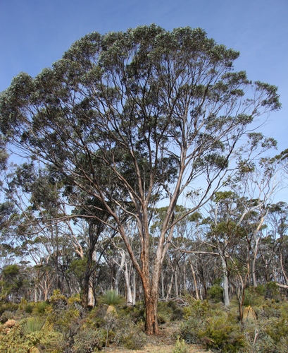 Eucalyptus gardneri