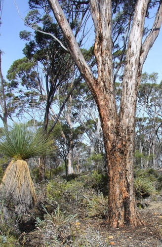Eucalyptus gardneri 2