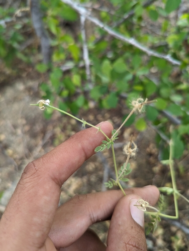 Image of Kallstroemia peninsularis by (c) Abraham Sánchez Romero, some rights reserved (CC BY)