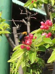 Xylocopa appendiculata circumvolans