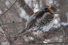 Turdus pilaris