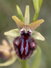 Ophrys sphegodes atrata