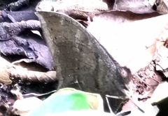 Image of Taygetis mermeria