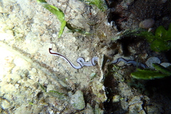 Baseodiscus hemprichii