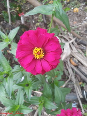 Zinnia elegans