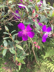 Pleroma semidecandrum