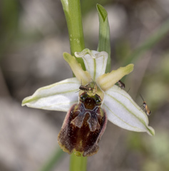 Ophrys exaltata archipelagi
