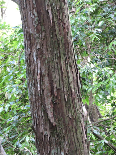 Annona cacans (Annona cacans)