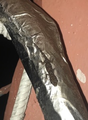 Hemidactylus mabouia