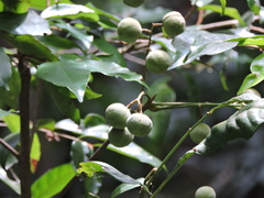 Trichilia guatemalensis (Trichilia pallens)