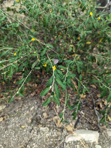 Image of Turnera diffusa by (c) Abraham Sánchez Romero, some rights reserved (CC BY)