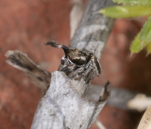Pellenes brevis