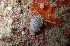 Chromodoris aspersa