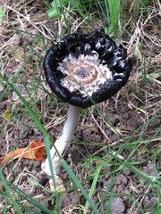Coprinus calyptratus