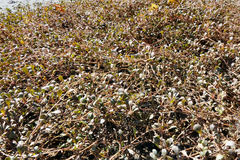 Samolus repens repens