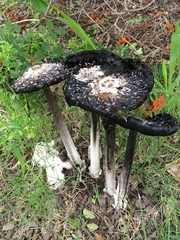 Coprinus calyptratus
