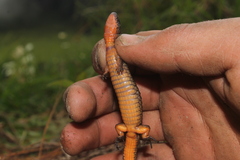 Werner's Largescale Lizard photo 4