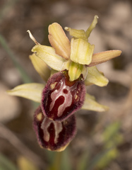 Ophrys sphegodes sphegodes