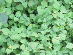 Calyptocarpus vialis