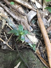Gentiana bambuseti