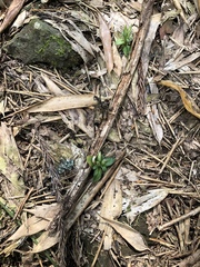 Gentiana bambuseti