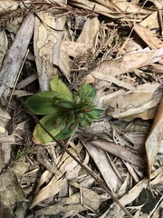 Gentiana bambuseti