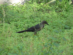 Quiscalus mexicanus