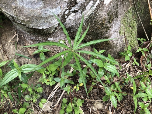 Arisaema consanguineum