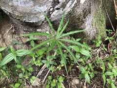 Arisaema consanguineum