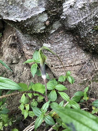 Arisaema consanguineum, photograph 3