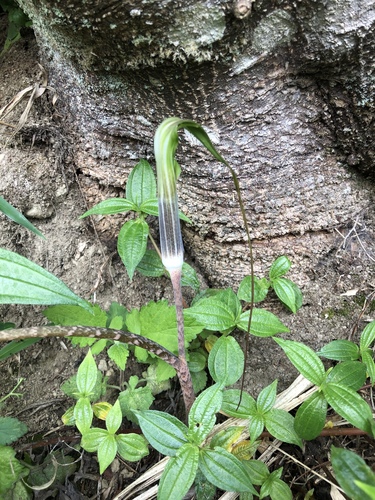 Arisaema consanguineum, photograph 1