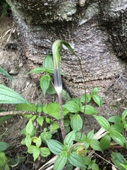 Arisaema consanguineum